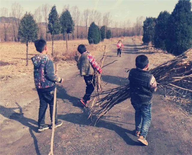 60年代農村,冬天沒柴燒,孩子們要到野外拾柴禾,撿紅薯花生充飢_耙子