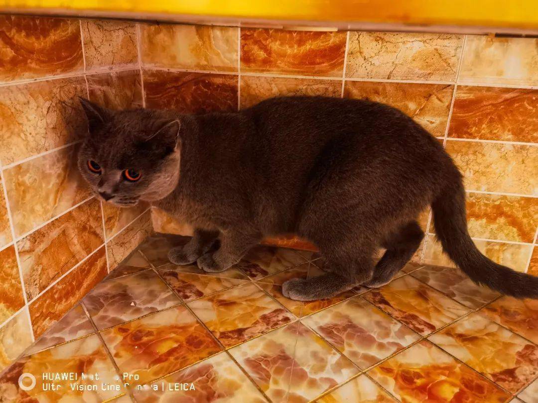 待认领 在葵潭捡到这只迷路的蓝猫 主人 通知 蓝猫 待认领 在葵潭捡到这只迷路的蓝猫 主人 通知 蓝猫