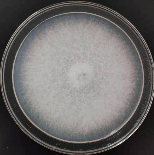 尖孢镰刀菌菌落图片