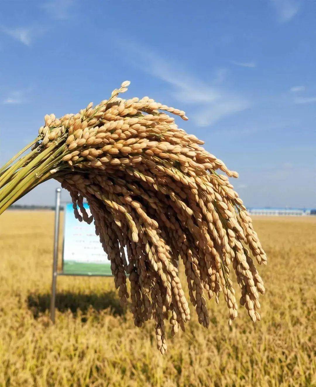 绥粳17水稻品种简介图片