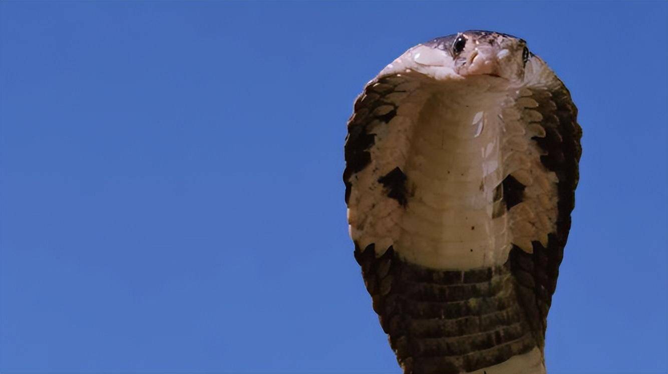 四川一中学现2.5米长眼镜王蛇，你知道吗?？眼镜王蛇其实是四种蛇