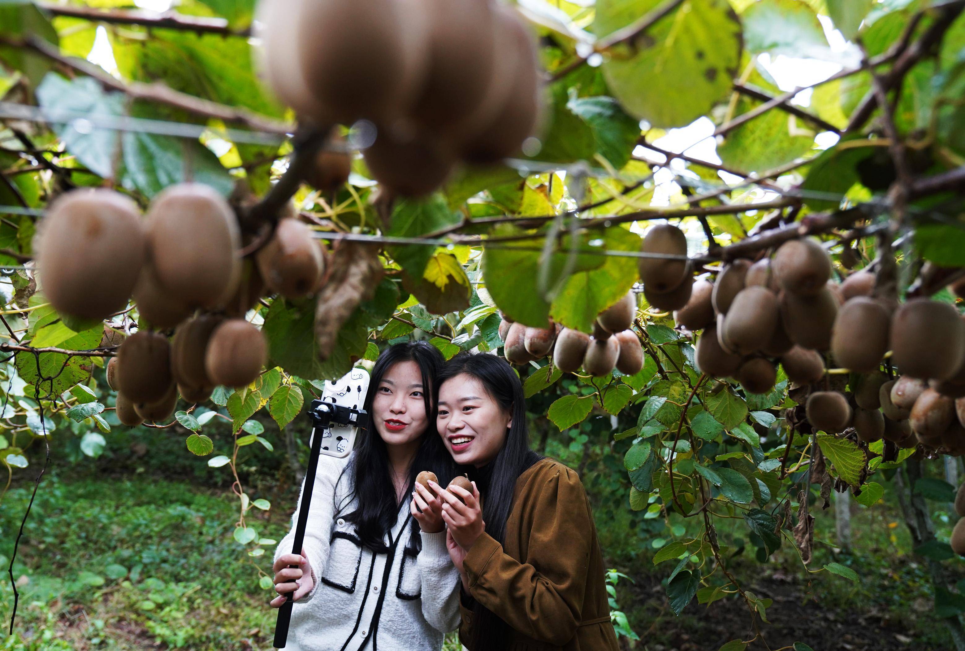 目前,奉新县猕猴桃栽培面积达95万亩,从业
