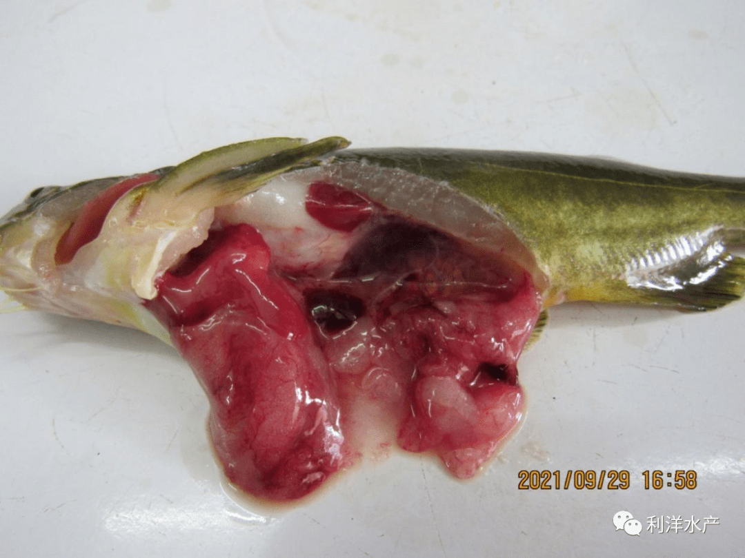 黄颡鱼内脏结构解剖图图片