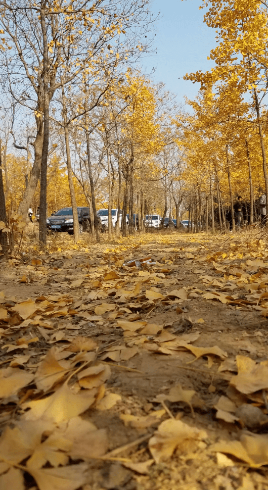 【秋風蕭瑟 枯黃淒涼 落葉遍地】背後是秋思_寒衣_時分_不知道