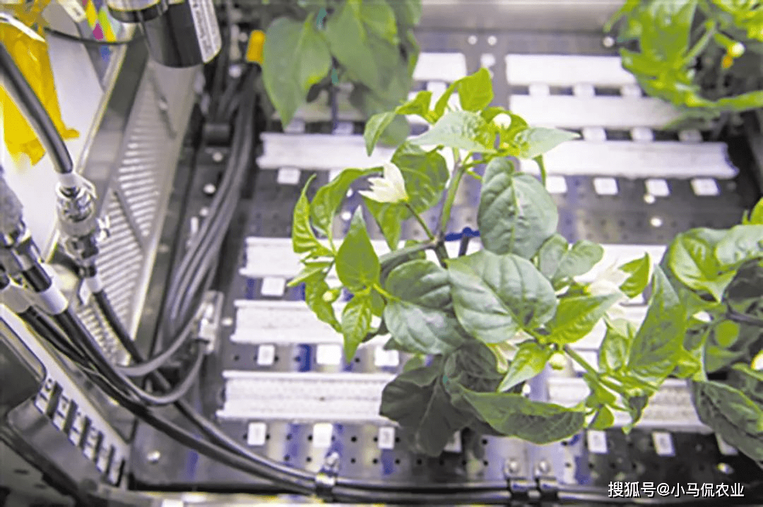 神14航天员实现太空"种水稻",一个月长30厘米,关乎中国人饭碗_空间站
