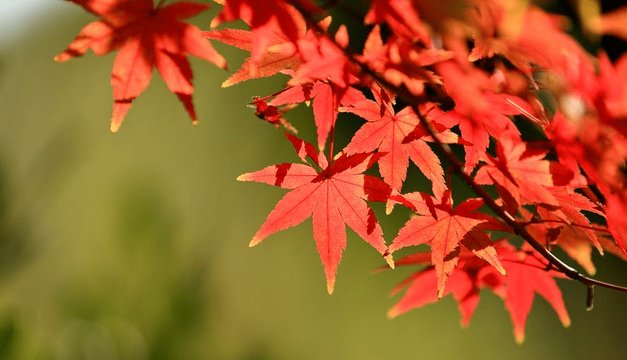 【诗词鉴赏】秋深更好是枫叶，有关枫叶的诗词，赏识秋天最绚烂的颜色！