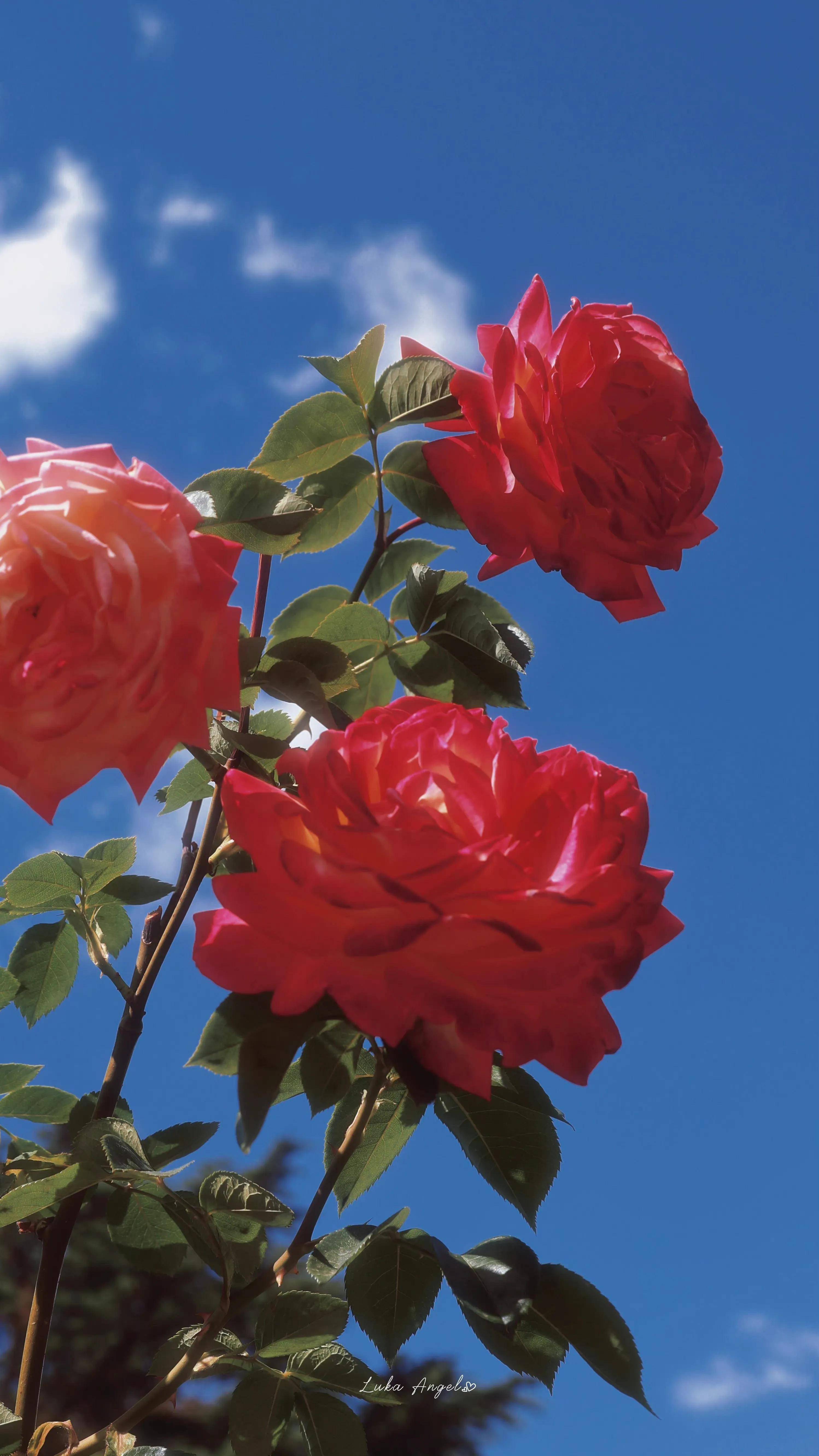 摄影作品欣赏·阳光下的玫瑰花