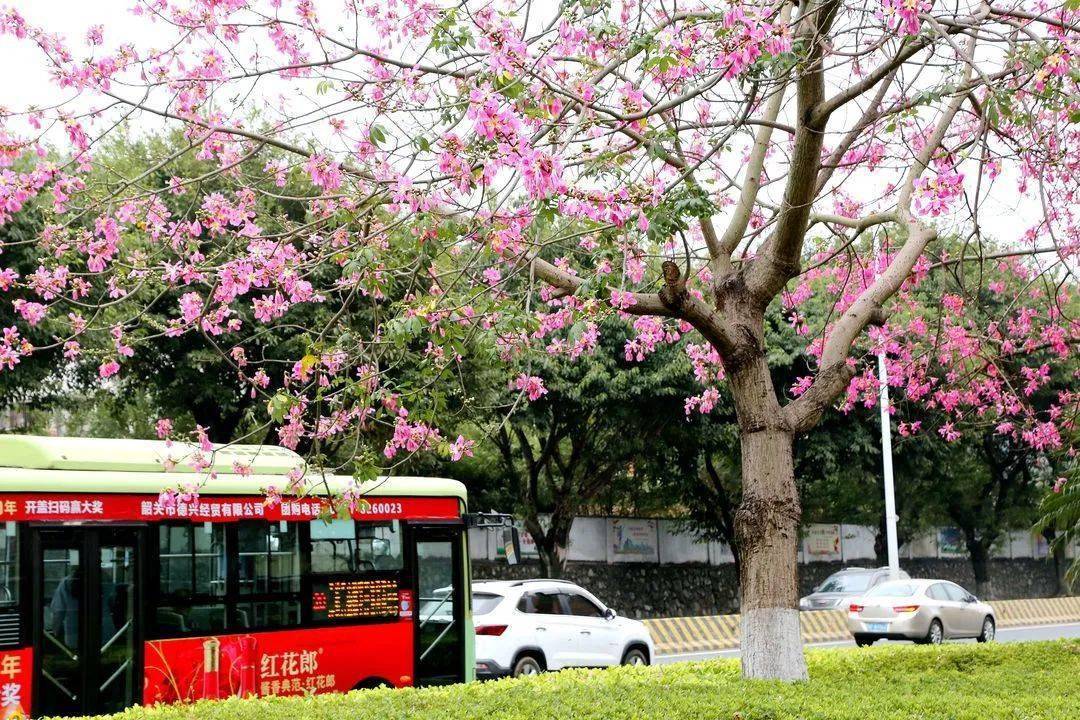 韶关碧水花城疫情图片