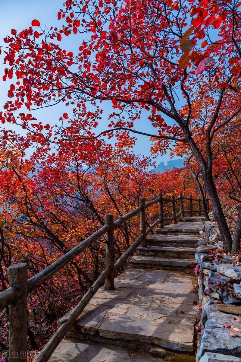 又是漫山红叶时_落叶_红色_远山