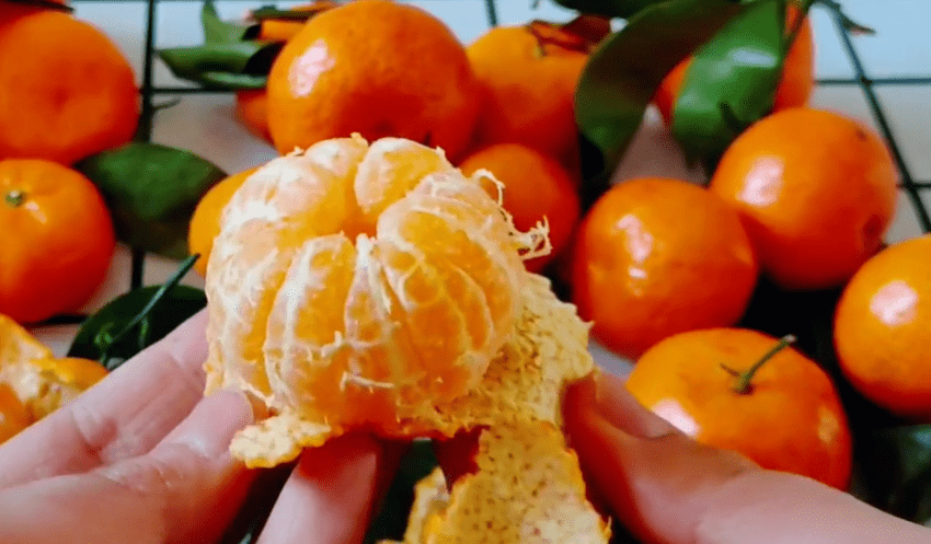 优质好的沙糖桔的表皮是十分的薄而脆的,我们剥它的时候,总是剥碎