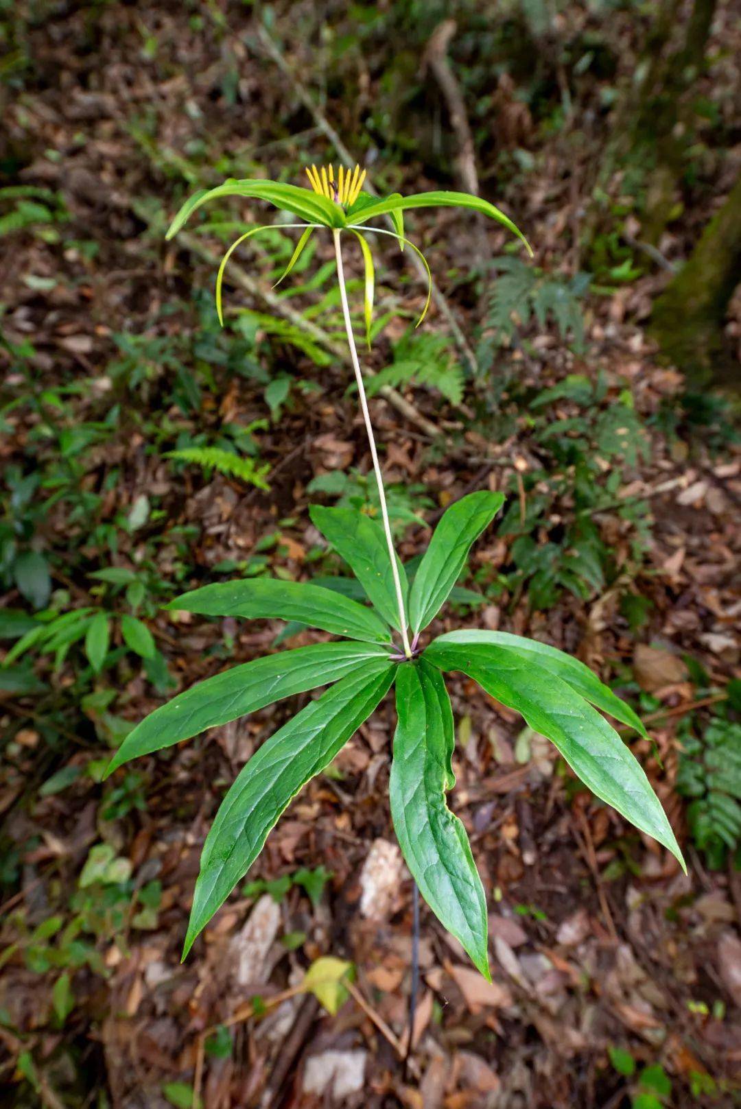 六盘水发现巨大野生七叶一枝花!