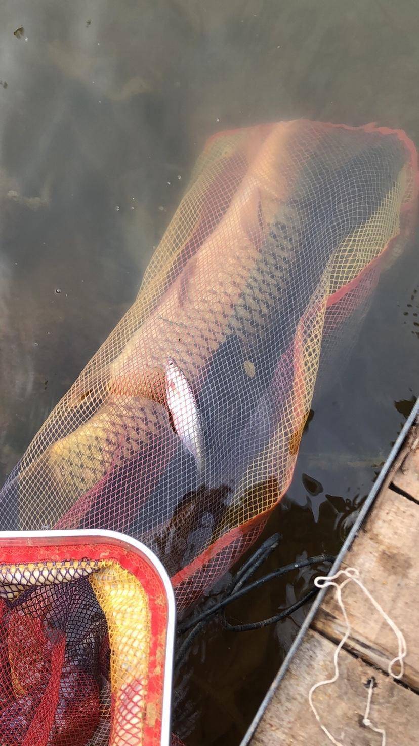 「大物线组」逐鹿巨物连拔大青_鲤鱼_青鱼_水库