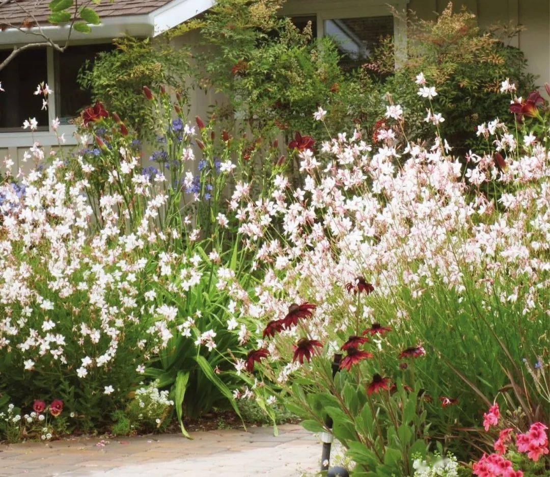 提升氛围感的10种散雾状花境植物_cm_花色_粉色