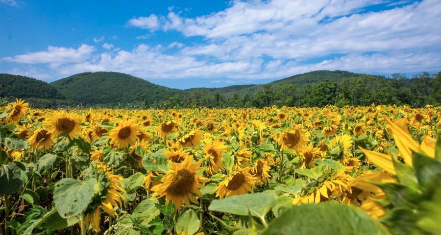 降价裁员能拯救扫地机市场？科沃斯石头追觅云鲸们咋办-家电圈官网
