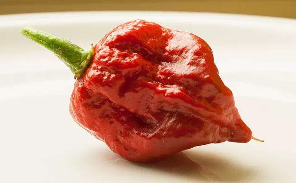拥有毁天灭地的能量,至今没人敢尝试世界上最辣的辣椒"龙息"_死神_斯
