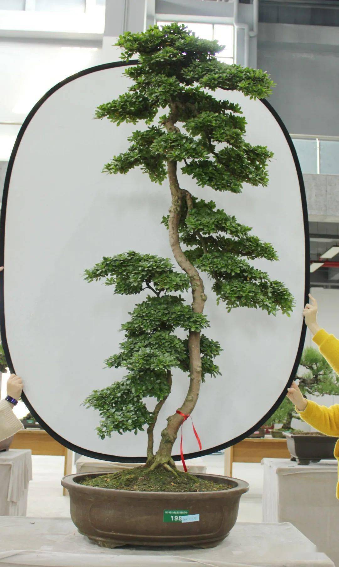 "2022中国·如皋盆景交易暨拍卖大会"完美收官!_拍品_爱好者_&