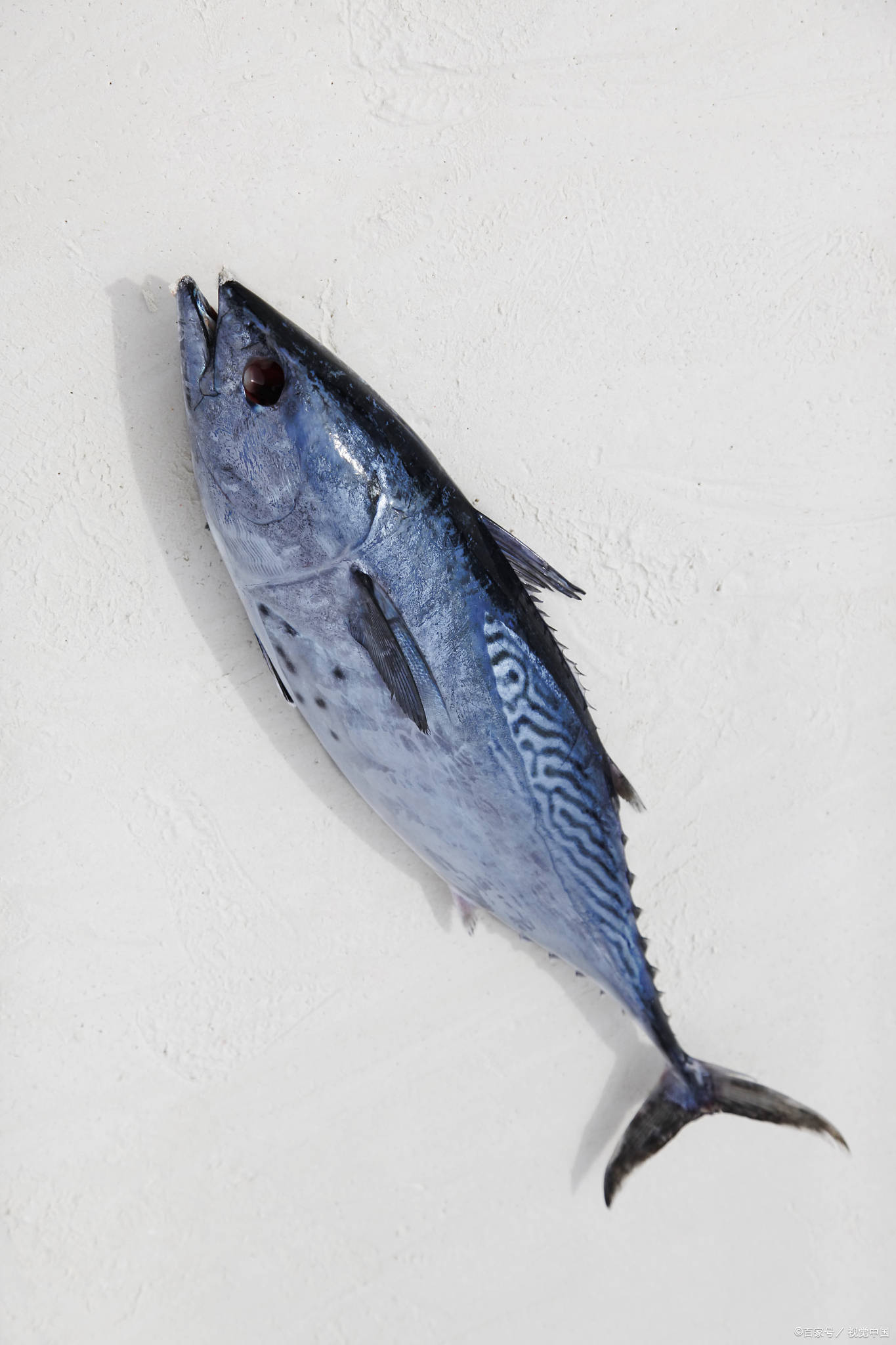 蓝鳍金枪鱼唯美图片