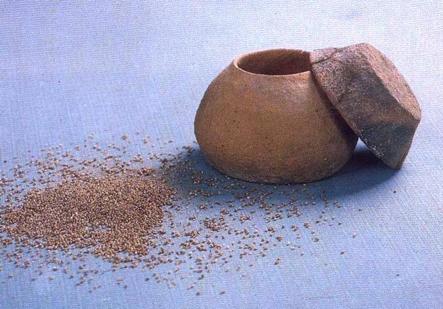 粟米遗存,陕西西安半坡遗址出土中国新石器时代的栽培谷物还有小麦和