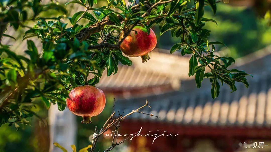 红叶樱花果实能吃吗有毒吗