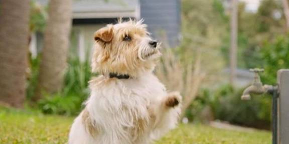 给犬仆人一点干货，好狗子是饿出来的，运做起来仍是应科学应对