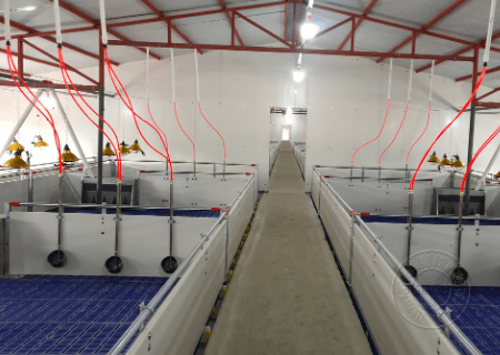 北方猪场保育舍这样设计助力猪场效益提升_猪舍_仔猪_地面