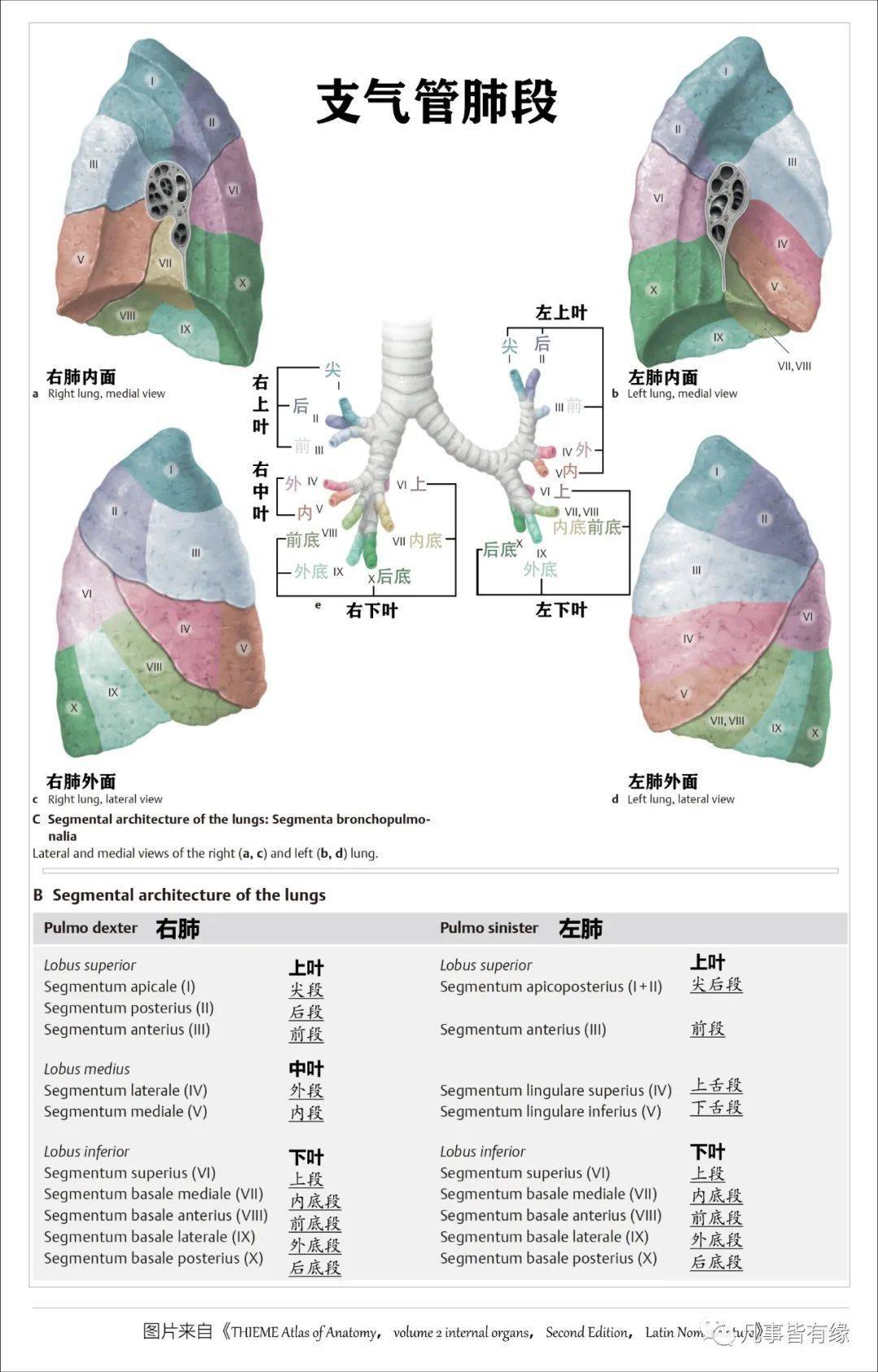 【保藏】胸部的断层剖解