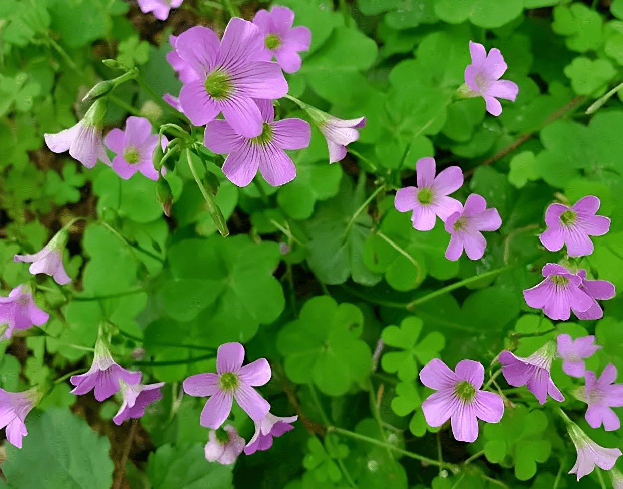 田地里的1种"三叶酸",根茎就像白萝卜,花朵漂亮,十分珍贵_植物_花友