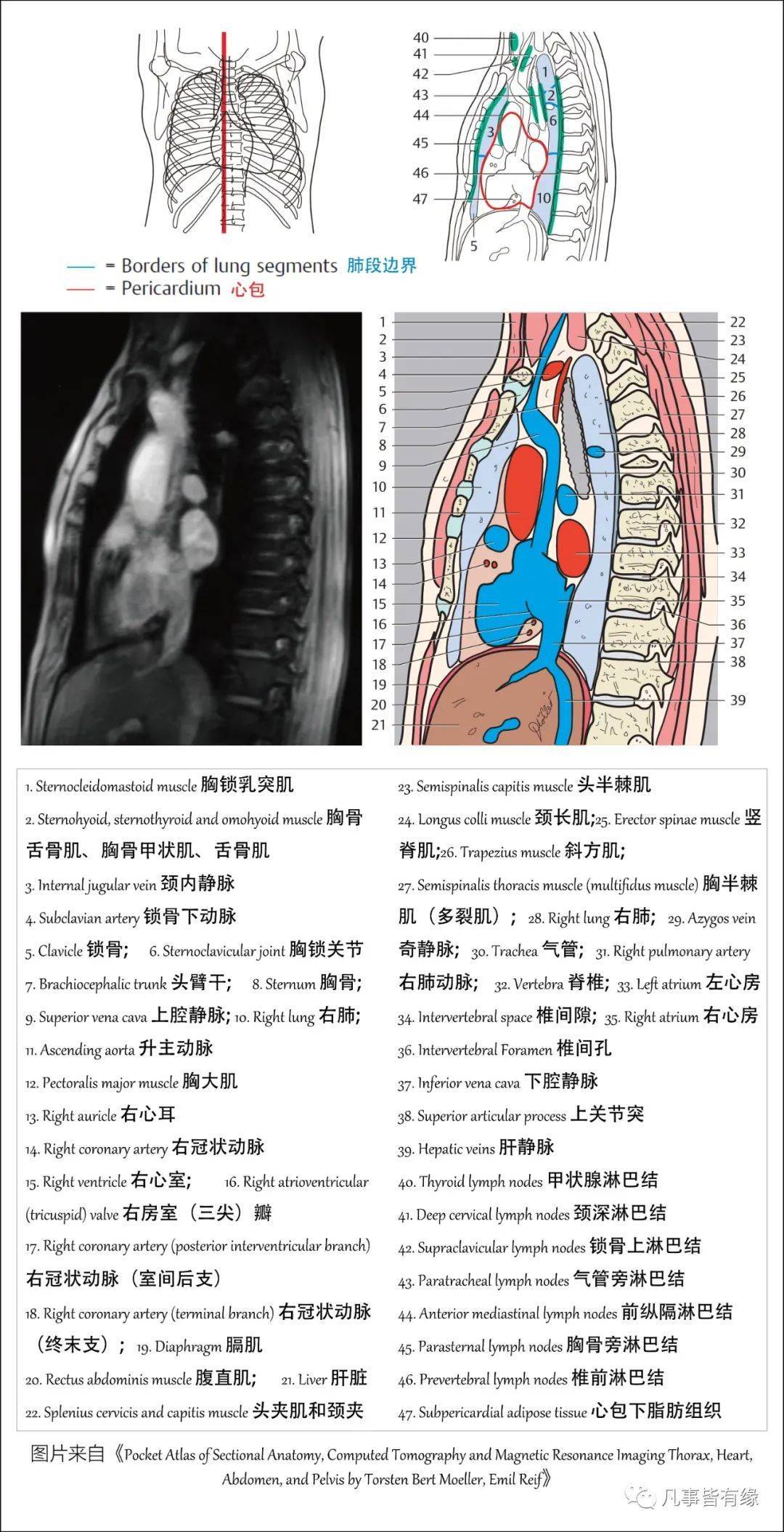 【保藏】胸部的断层剖解