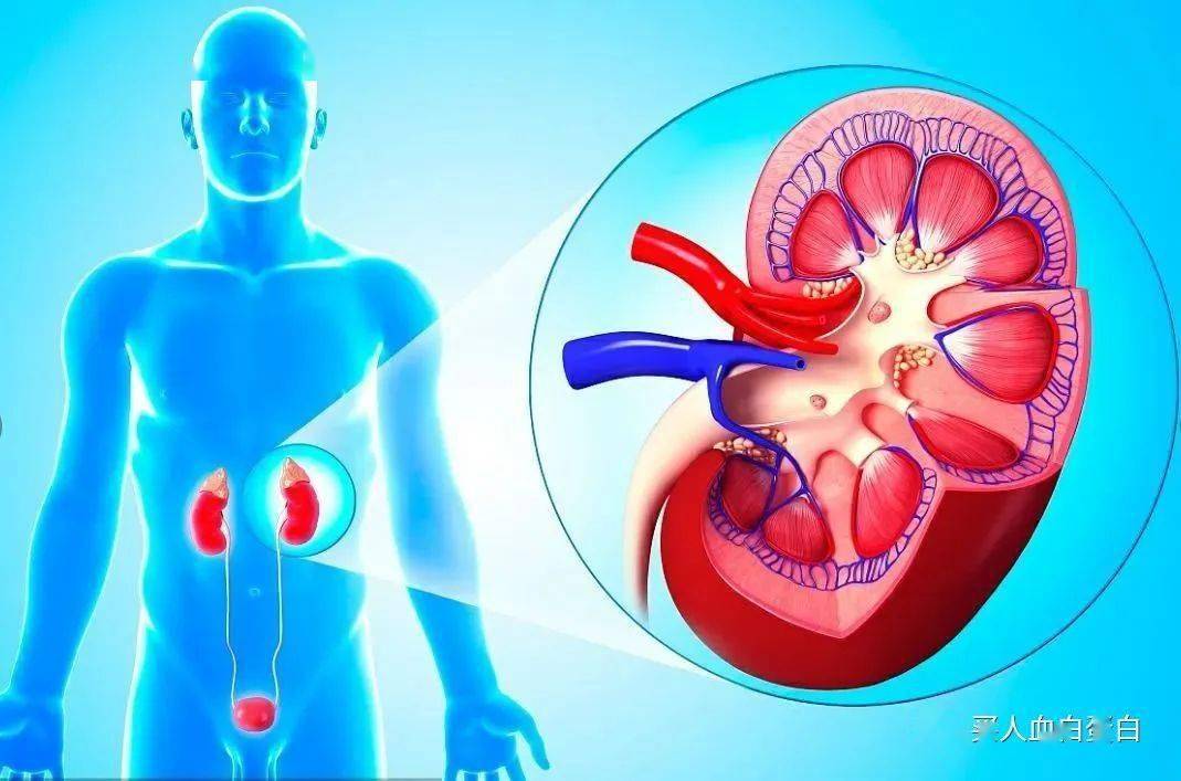 肌酐升高不要慌_病情_用药_药房