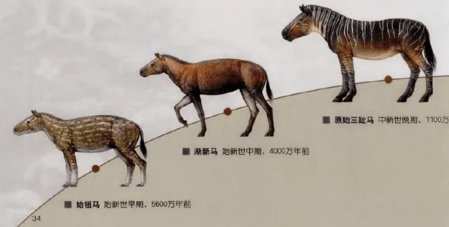 失去一条腿的大象都能存活下来，为什么马的腿断了就必须死呢?？