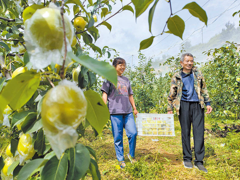 寿阳:积极推进数字梨园建设_常村_枝头_李静