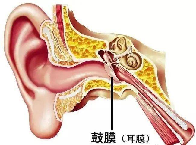 耳朵疼痛還流血,可能是它破了._鼓膜_外耳道_中耳