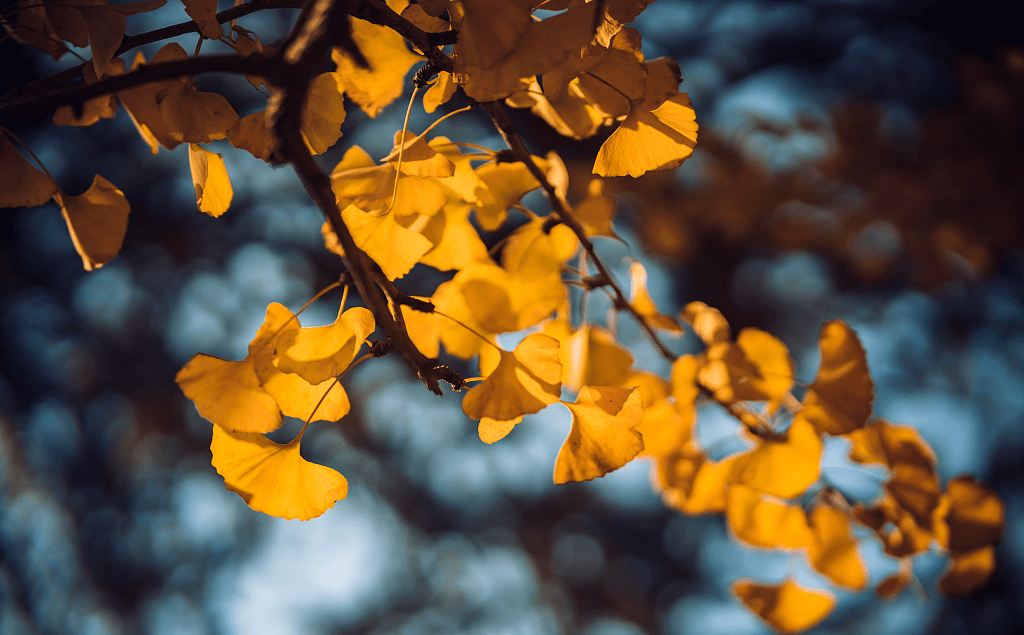 灿烂夺目抬眼望去泛着金色光芒的银杏叶展示着生命的浪漫和热烈在秋天