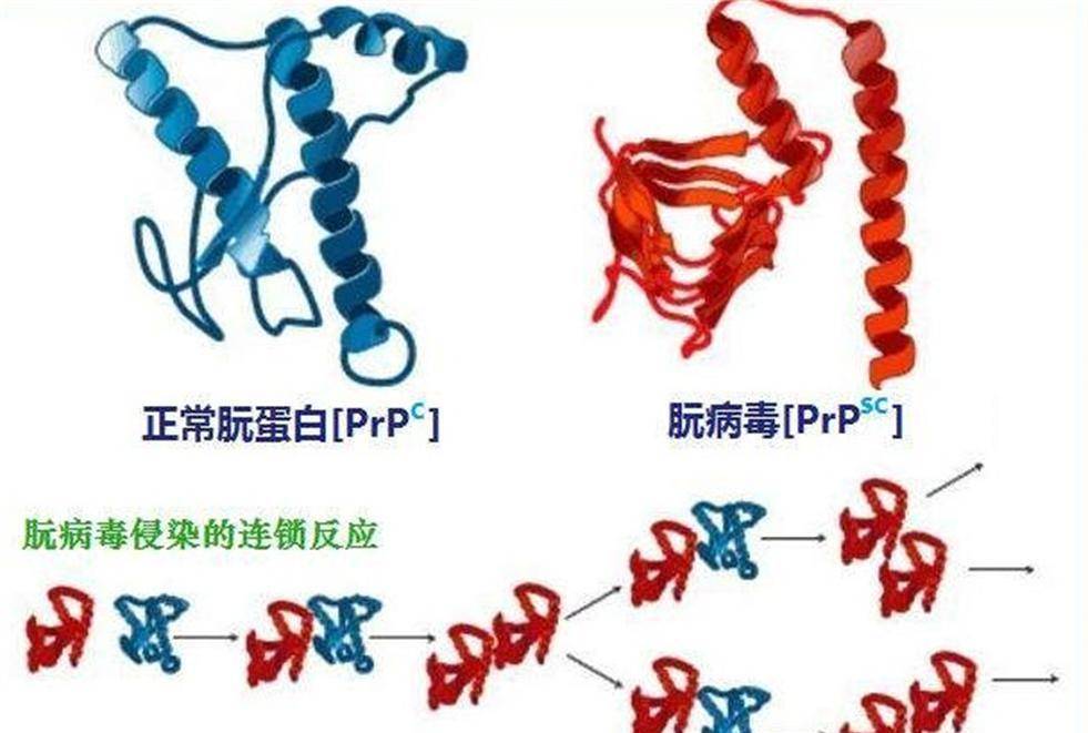 朊病毒复制朊病毒主要有三种传播方式:家族基因遗传;医源性感染,例如