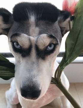 也太好笑了吧_狗狗_毛发_建议