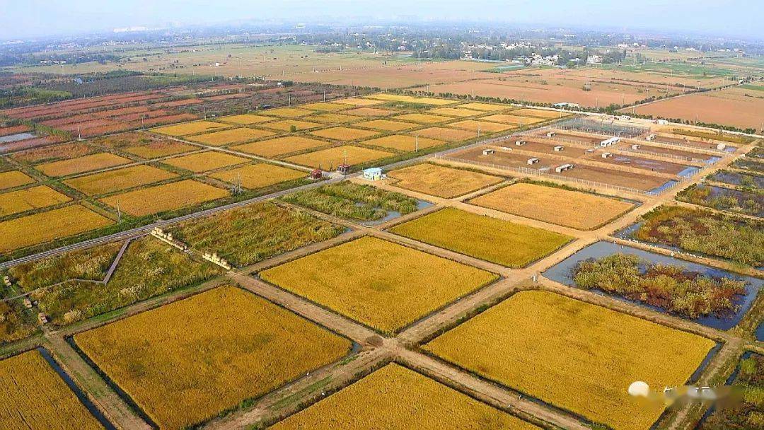 镇平县杨营镇特色"稻"路绘就乡村振兴新图景!_观光_生态_产业