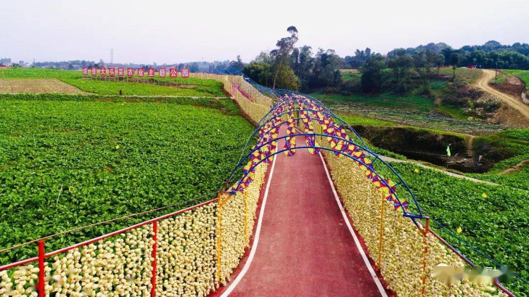 快看是你家乡吗?_四川_大头菜_成佳镇