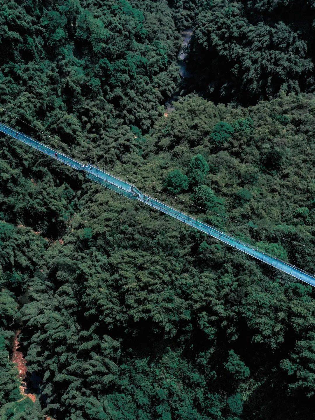 绑满红绳767676767603 川西竹海·缘定桥在此处打卡惊险