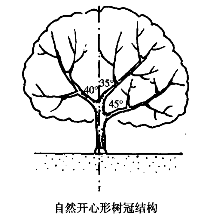 柑橘的主要树形:自然开心形!柑桔种植技术大全_树冠_主枝_来源