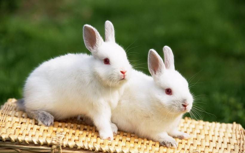 京城邂逅：兔子繁殖能力多强？男子捡回3只7个月生育近百只！