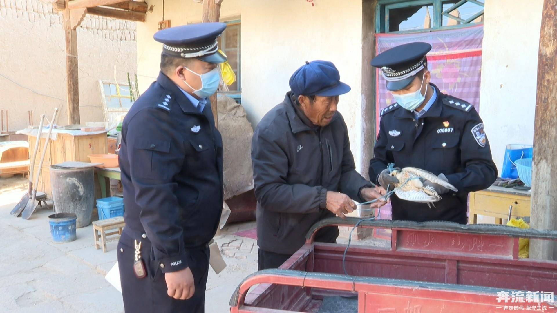 甘肃高台警民联合救助一只国家二级保护动物红隼 