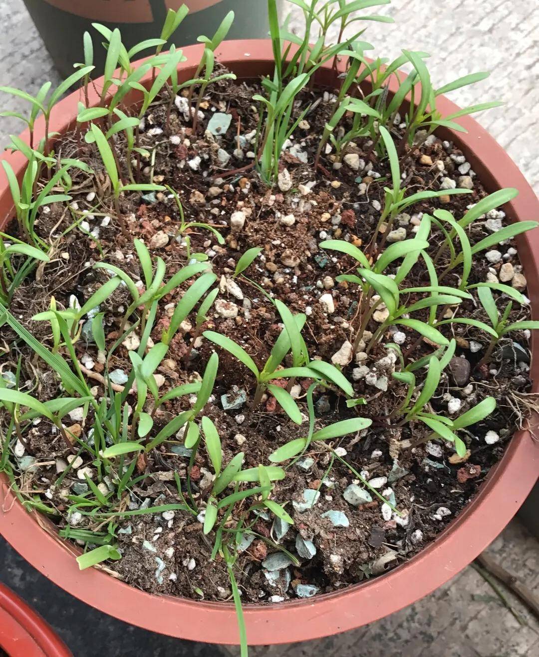 4,紫叶酢浆草这个花儿繁殖能力非常强,它的种球只要混到盆土里面了,很