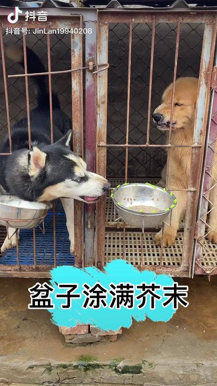 上芥末看看二哈和金毛究竟谁聪明?