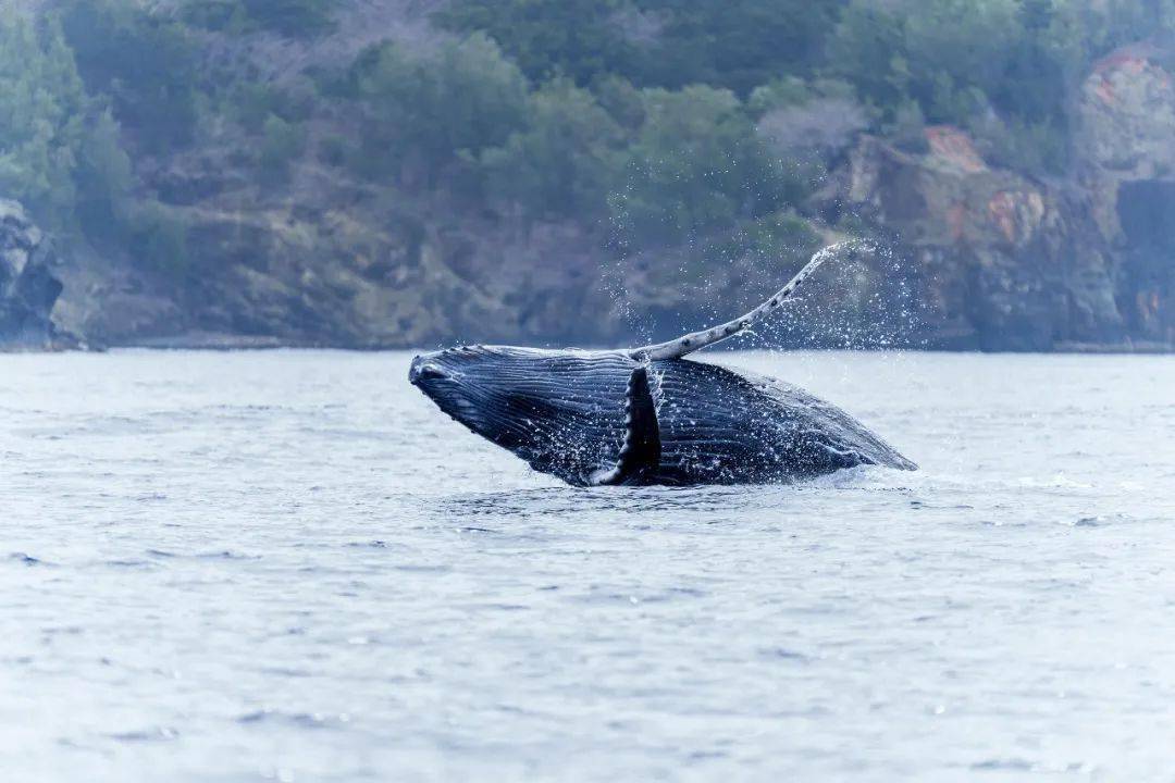 【腾龙】新品体验丨探秘小笠原群岛的热带风情 50-400mm F4.5-6.3