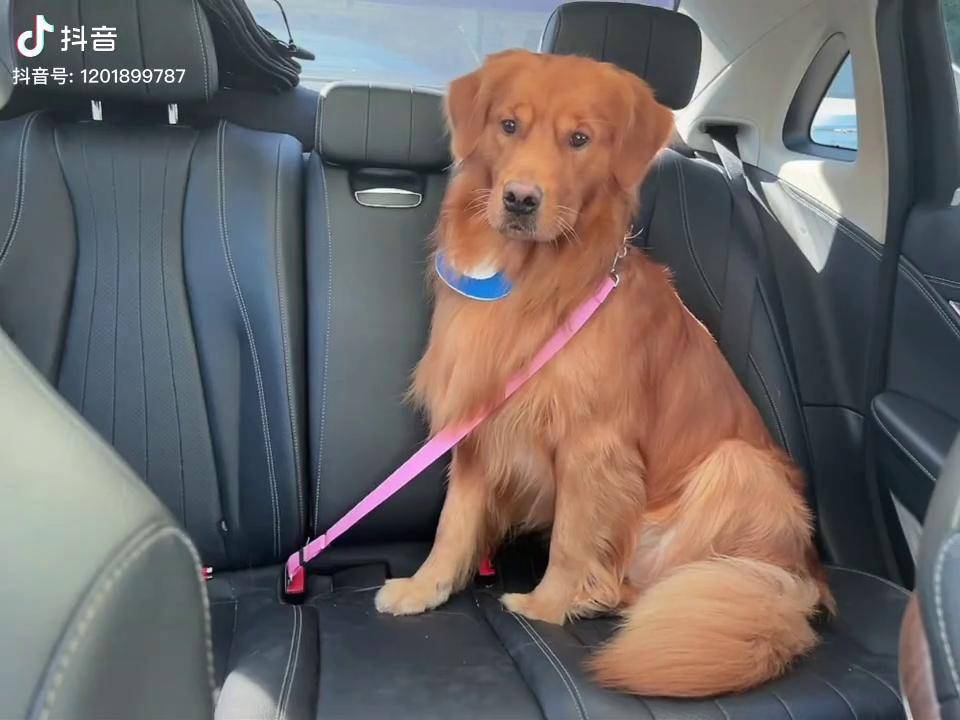 金毛 瞧这小眼神 每天坐车不自己坐后座,就爱往前面趴,喜欢让我抱着
