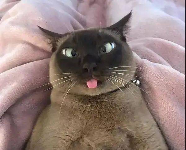 斗鸡眼的猫咪!它们眼中的世界,和普通猫咪眼中的世界一样吗?