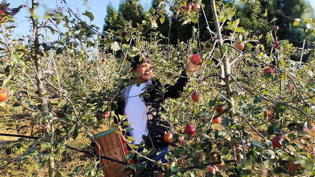 宣威市:"巍巍乌蒙 苹果飘香" 龙场镇百亩苹果迎来大丰收!