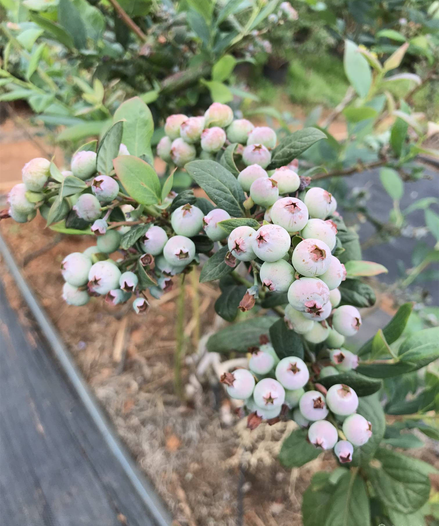 哪幾種藍莓苗適合長江以南地區栽植 c1藍莓苗 雲雀藍莓苗 l11_品種_南