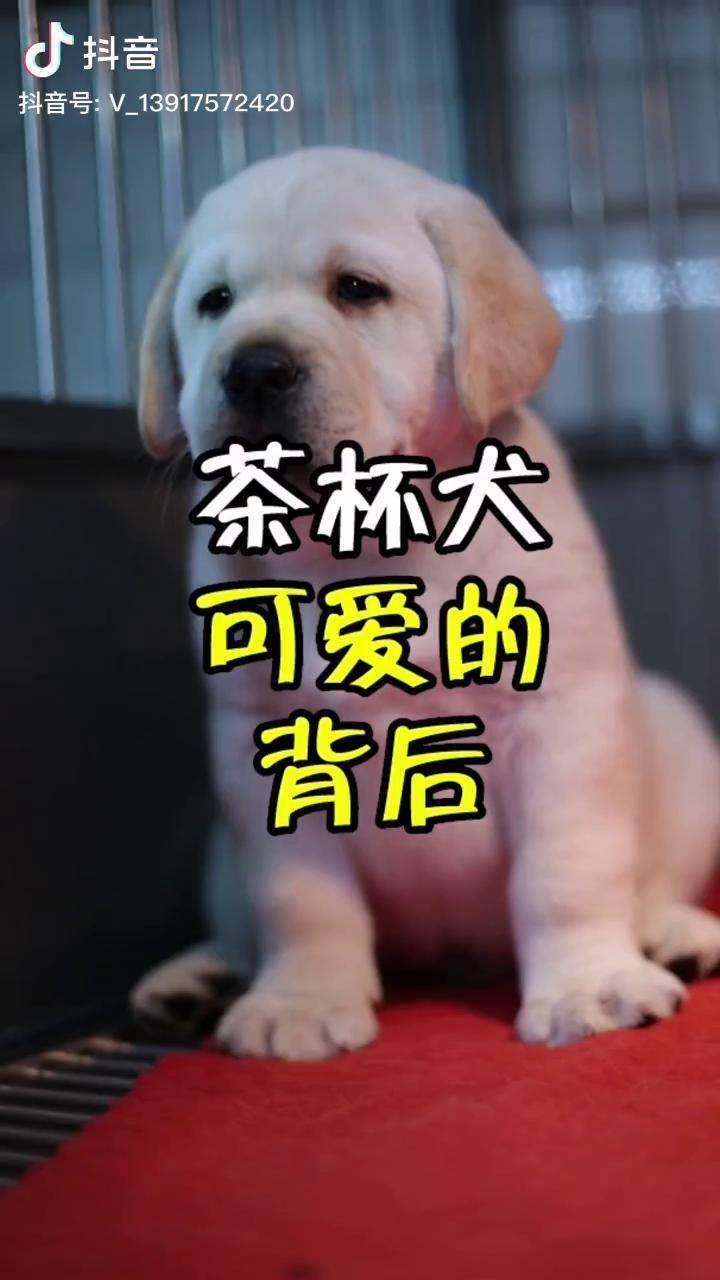 茶杯犬可爱的背后 拉布拉多 狗狗