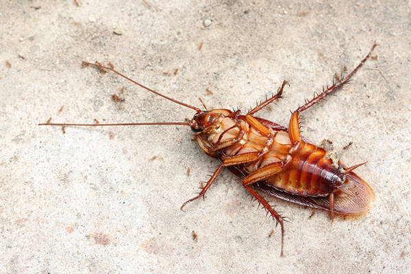 蟑螂_区域_蚊蝇